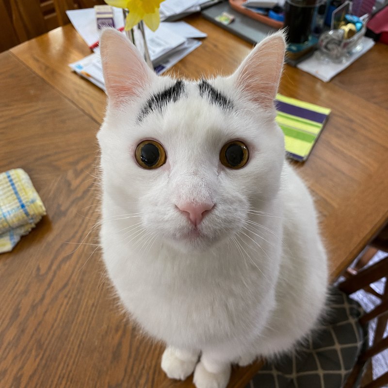 Sam looking up from an oak dining table, round amber eyes wide and black eyebrow-shaped markings raised above them.